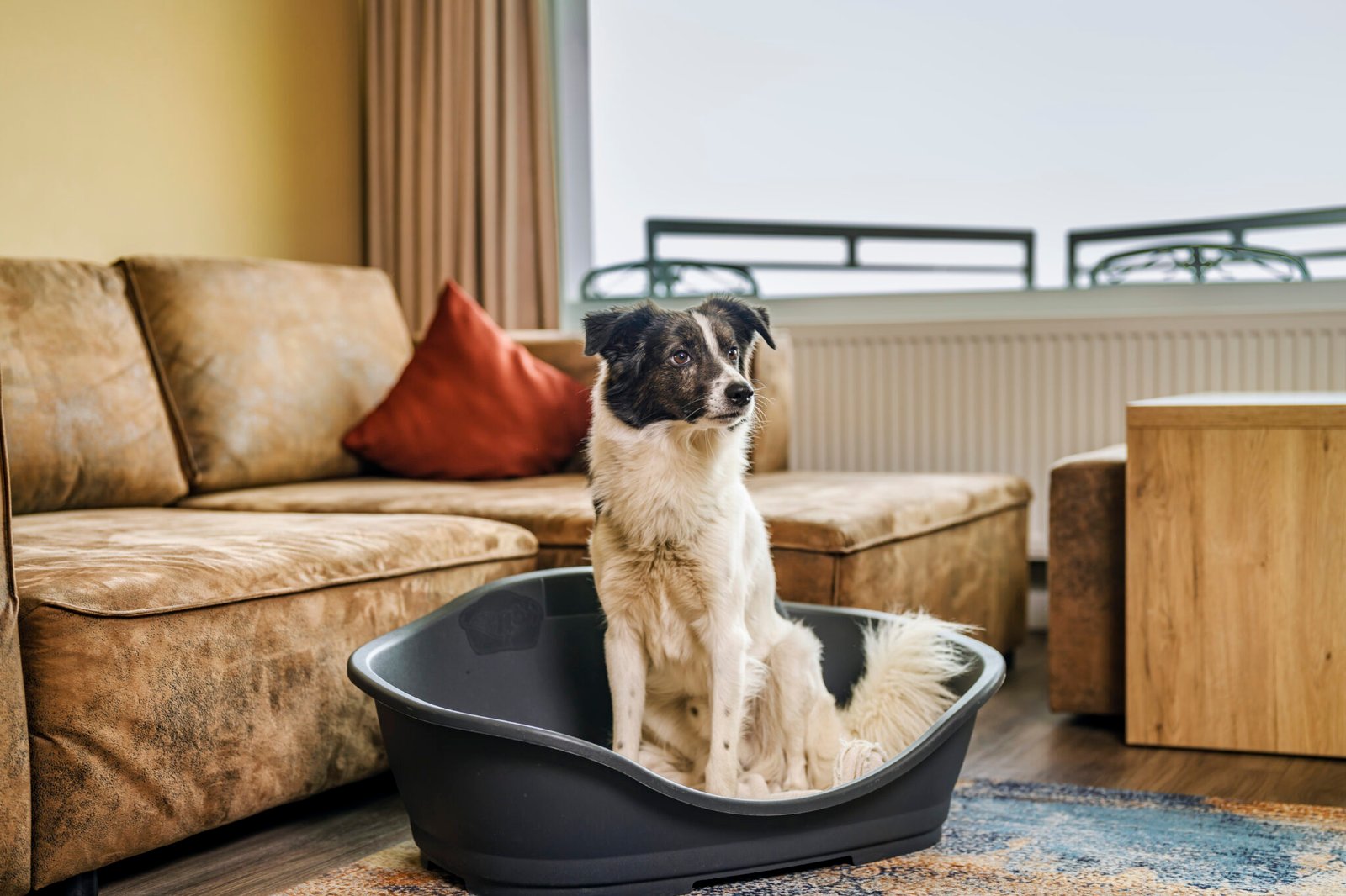 Dog sitting in a Ferienhaus at Ostsee Resort Damp.