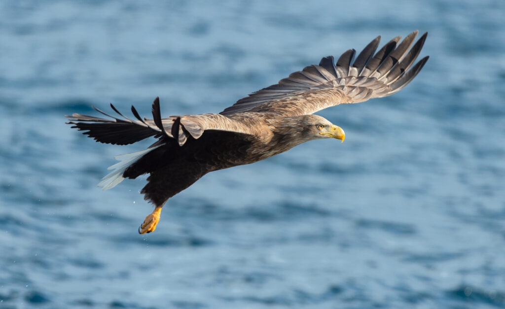 Nachhaltigkeit-eagle.jpg: Brauner und weißer Adler schwebt anmutig über dem Wasser.
