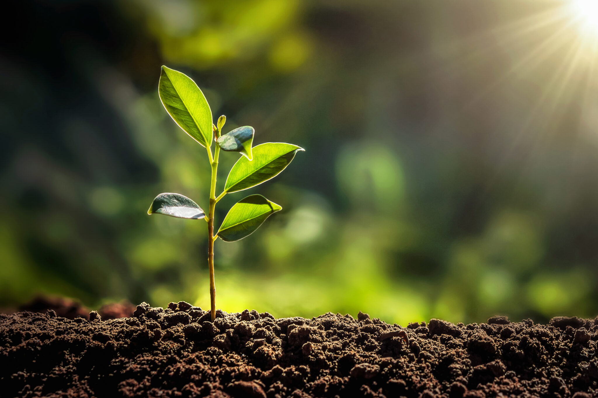 Nachhaltigkeit_seedling.jpg: Grüner Setzling im Sonnenlicht, unscharfer Hintergrund.