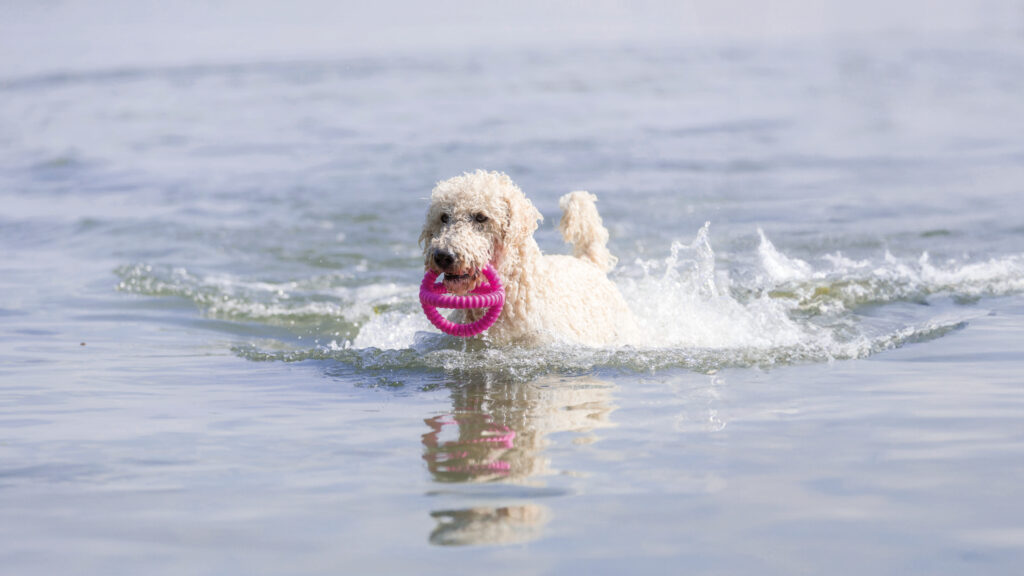Gelockter Hund mit rosa Spielzeug, OstseeResortDampEntdecken.jpg, im ruhigen Wasser.
