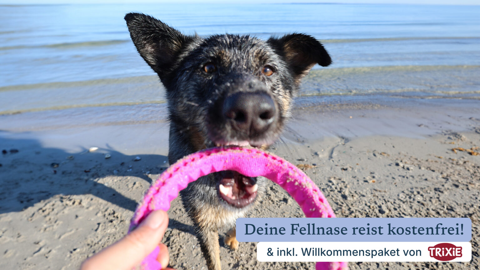 Urlaub-mit-Hund-Anchi-1-scaled.jpg:Hund am Strand mit Rosa Spielzeug, blaues Wasser im Hintergrund.