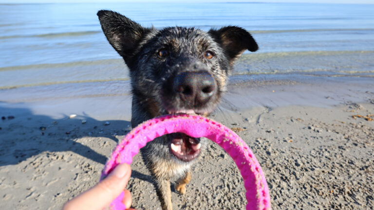 Dunkel gefärbter Hund spielt mit rosa Spielzeugreifen am Hundestrand des Damp Ostsee Resort