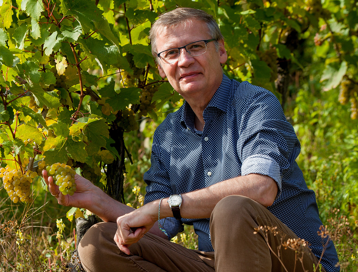 Blue-shirt-man-vineyard.jpg: Ein Mann genießt Trauben in einem sonnenbeschienenen Weinberg, friedliche Atmosphäre.